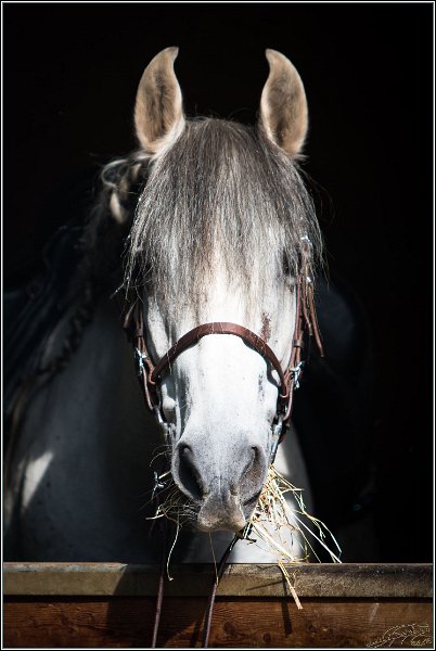 MP Stable35